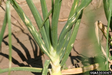 Iris Yellow Spot Virus (Tospovirus IYSV ) on onions (Allium spp. ) - 5303067