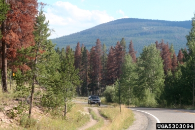 mountain pine beetle (Dendroctonus ponderosae ) on lodgepole pine (Pinus contorta ) - 5303094