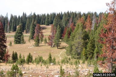 mountain pine beetle (Dendroctonus ponderosae ) on lodgepole pine (Pinus contorta ) - 5303095