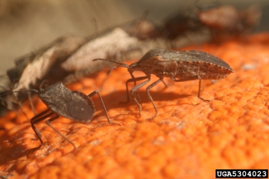 squash bug (Anasa tristis ) on squashes (general) (Cucurbita pepo ) - 5304023