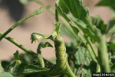 tomato hornworm, Manduca quinquemaculata  (Lepidoptera: Sphingidae) - 5304065