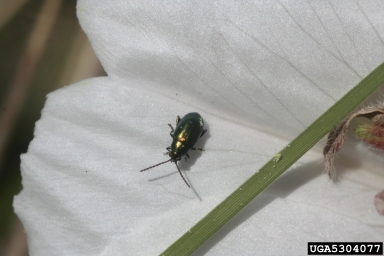 apple flea beetle (Altica foliaceae ) on evening-primrose (Oenothera spp. ) - 5304077
