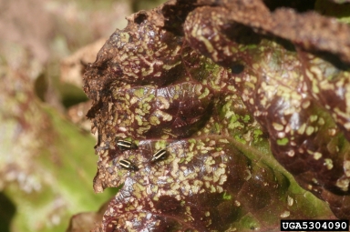 palestriped flea beetle (Systena blanda ) on lettuce (Lactuca sativa ) - 5304090