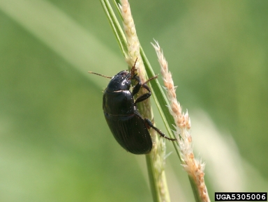 ground beetle, Euryderus grossus  (Coleoptera: Carabidae) - 5305006