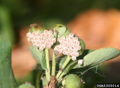 predatory stink bug, Podisus placidus  (Hemiptera: Pentatomidae) - 5305014