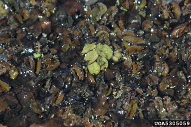 watermoss, Salvinia spp.  (Hydropteridales: Salviniaceae) - 5305059