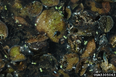 salvinia weevil (Cyrtobagous salviniae ) on watermoss (Salvinia spp. ) - 5305063