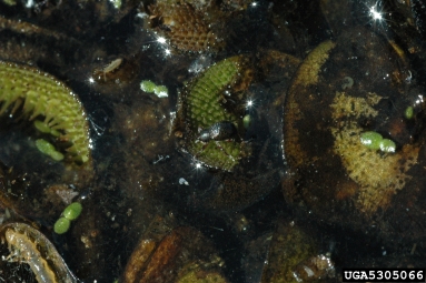 salvinia weevil (Cyrtobagous salviniae ) on watermoss (Salvinia spp. ) - 5305066