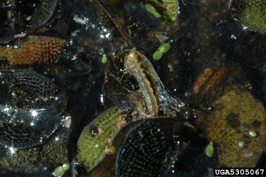 salvinia stem borer/waterlettuce moth (Samea multiplicalis ) on watermoss (Salvinia spp. ) - 5305067