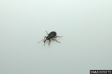 salvinia weevil, Cyrtobagous salviniae  (Coleoptera: Curculionidae) - 5305070