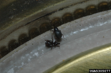 salvinia weevil, Cyrtobagous salviniae  (Coleoptera: Curculionidae) - 5305077