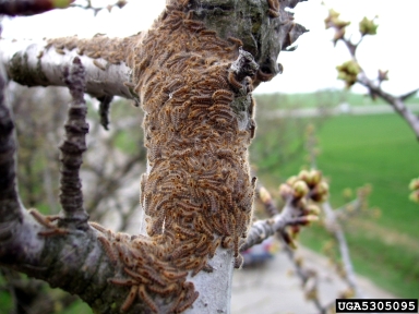 browntail moth (Euproctis chrysorrhoea ) on hawthorn (Crataegus spp. ) - 5305095