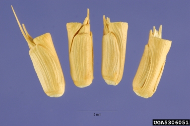 jointed goatgrass, Aegilops cylindrica  (Cyperales: Poaceae) - 5306051
