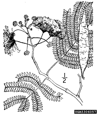 mimosa, Albizia julibrissin  (Fabales: Fabaceae (Leguminosae)) - 5306057