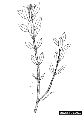 alligatorweed, Alternanthera philoxeroides  (Caryophyllales: Amaranthaceae) - 5306061