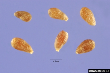 absinth wormwood, Artemisia absinthium  (Asterales: Asteraceae) - 5306065