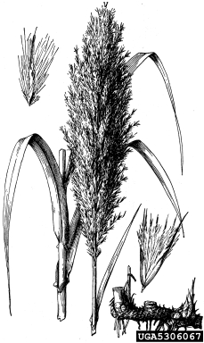giant reed, Arundo donax  (Cyperales: Poaceae) - 5306067