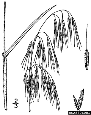 cheatgrass, Bromus tectorum  (Cyperales: Poaceae) - 5306081
