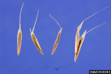 cheatgrass, Bromus tectorum  (Cyperales: Poaceae) - 5306083