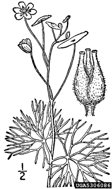 fanwort, Cabomba caroliniana  (Nymphaeales: Cabombaceae) - 5306086