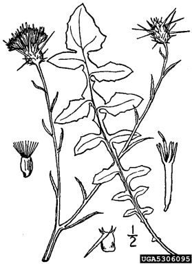 yellow starthistle, Centaurea solstitialis  (Asterales: Asteraceae) - 5306095