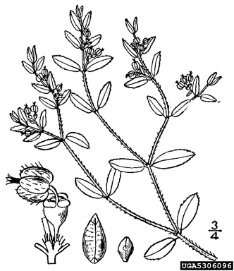 prostrate spurge, Chamaesyce humistrata  (Euphorbiales: Euphorbiaceae) - 5306096