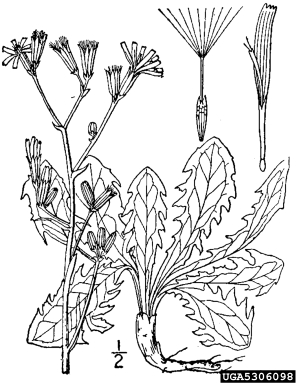 rush skeletonweed, Chondrilla juncea  (Asterales: Asteraceae) - 5306098