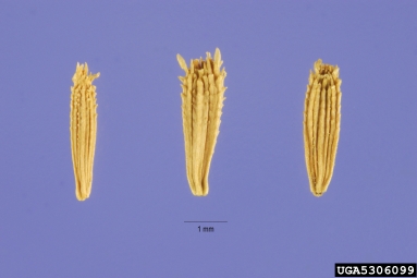rush skeletonweed, Chondrilla juncea  (Asterales: Asteraceae) - 5306099