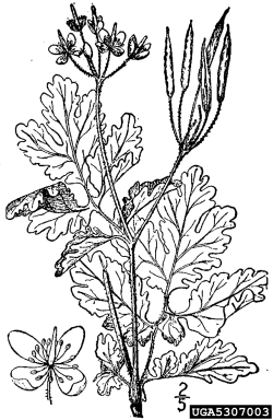 greater celandine, Chelidonium majus  (Papaverales: Papaveraceae) - 5307003