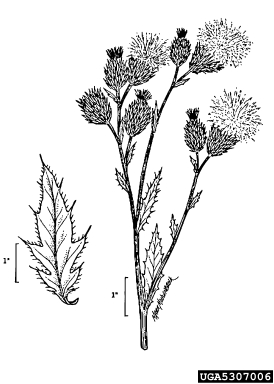 Canada thistle, Cirsium arvense  (Asterales: Asteraceae) - 5307006