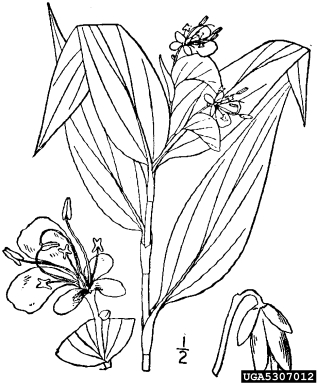 Asiatic dayflower, Commelina communis  (Commelinales: Commelinaceae) - 5307012