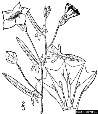 Texas bindweed, Convolvulus equitans  (Solanales: Convolvulaceae) - 5307015
