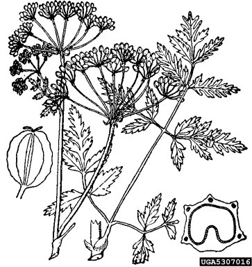 poison-hemlock, Conium maculatum  (Apiales: Apiaceae) - 5307016