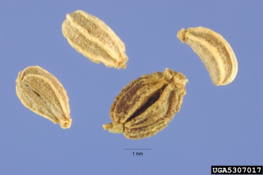 poison-hemlock, Conium maculatum  (Apiales: Apiaceae) - 5307017