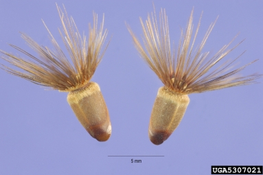 common crupina, Crupina vulgaris  (Asterales: Asteraceae) - 5307021