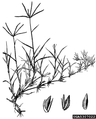 bermudagrass, Cynodon dactylon  (Cyperales: Poaceae) - 5307022