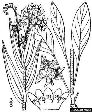 houndstongue, Cynoglossum officinale  (Lamiales: Boraginaceae) - 5307025
