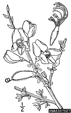Scotch broom, Cytisus scoparius  (Fabales: Fabaceae (Leguminosae)) - 5307027