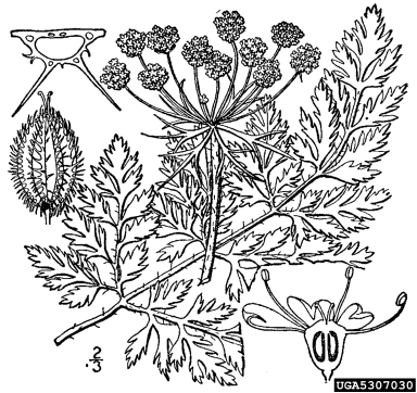 Queen Anne's lace, wild carrot, Daucus carota  (Apiales: Apiaceae) - 5307030
