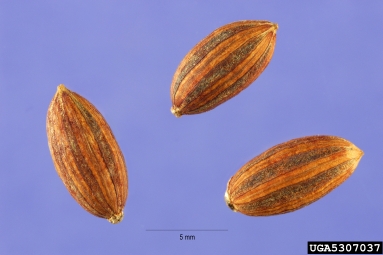 Russian-olive, Elaeagnus angustifolia  (Rhamnales: Elaeagnaceae) - 5307037