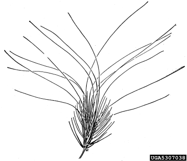 medusahead, Taeniatherum caput-medusae  (Cyperales: Poaceae) - 5307038
