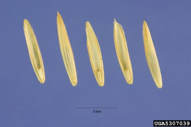 quackgrass, Elymus repens  (Cyperales: Poaceae) - 5307039