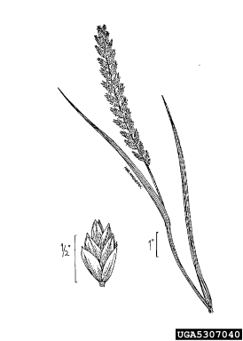 quackgrass, Elymus repens  (Cyperales: Poaceae) - 5307040