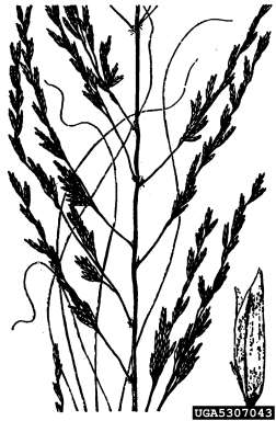 weeping lovegrass, Eragrostis curvula  (Cyperales: Poaceae) - 5307043