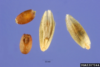 weeping lovegrass, Eragrostis curvula  (Cyperales: Poaceae) - 5307044