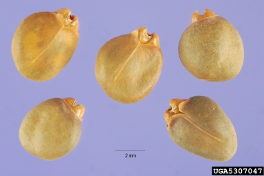 glossy buckthorn, Frangula alnus  (Rhamnales: Rhamnaceae) - 5307047