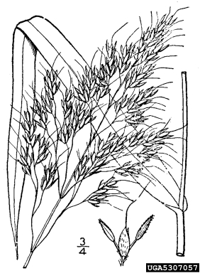 johnsongrass, Sorghum halepense  (Cyperales: Poaceae) - 5307057