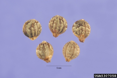 Japanese hop, Humulus japonicus  (Urticales: Cannabaceae) - 5307058