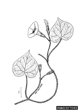 tall morningglory, Ipomoea purpurea  (Solanales: Convolvulaceae) - 5307065