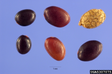 Korean lespedeza, Kummerowia stipulacea  (Fabales: Fabaceae (Leguminosae)) - 5307075